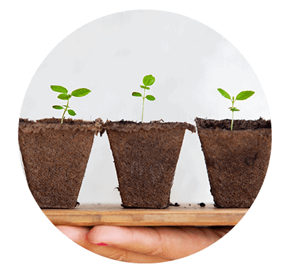 与墨尔本的营养师一起工作，使您与这些幼苗这样的食物建立关系。188金宝搏app体育